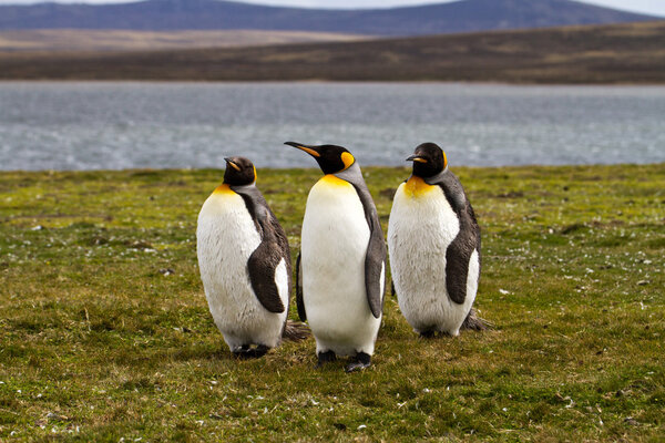 Три королевских пингвина
