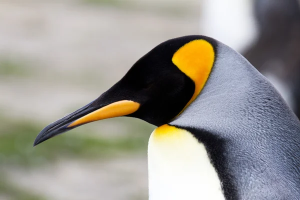 Koning pinguïn weergave — Stockfoto