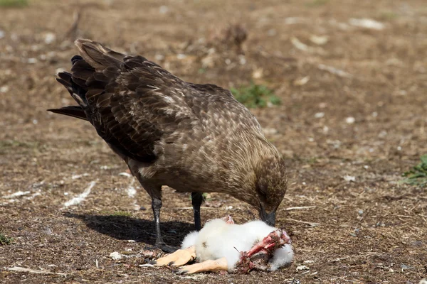 Skua está cazando a un pingüino. —  Fotos de Stock