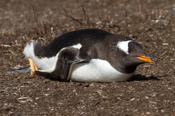 Gentoo pingwina widok — Zdjęcie stockowe