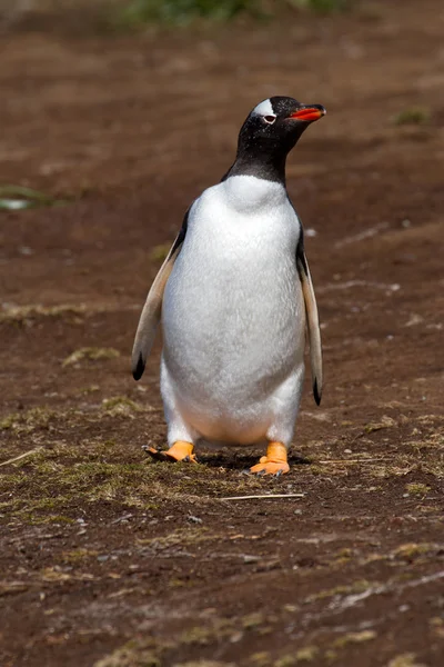 Gentoo pingüino caminando — Foto de Stock