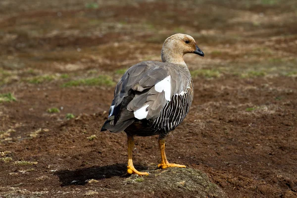 Upland Goose Female — Stock Photo, Image