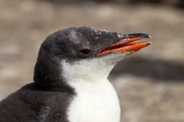 Gentoo Penguin pulcino — Foto Stock