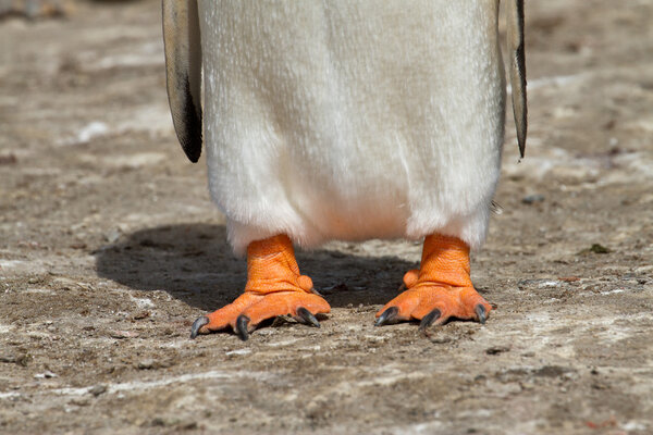 Gentoo penguin feet