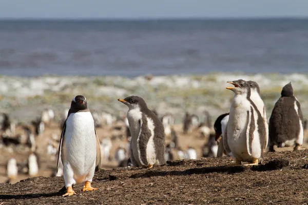 Colônia de pinguins Gentoo — Fotografia de Stock