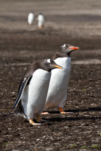 Gentoo tučňák přátel — Stock fotografie