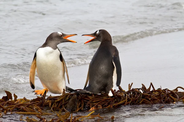 Gentoo pingwiny walki — Zdjęcie stockowe