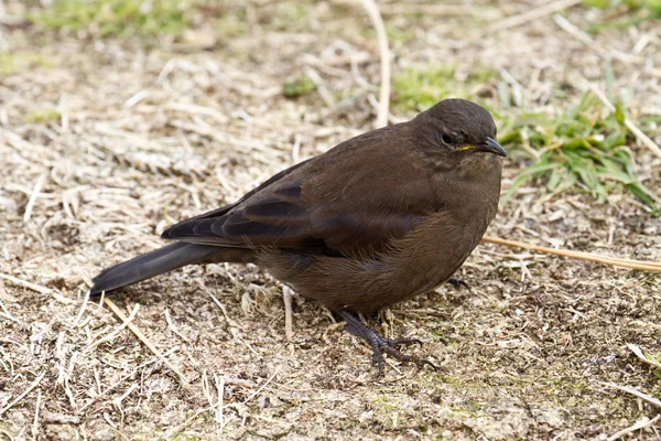 Tussac fågel på nära håll — Stockfoto