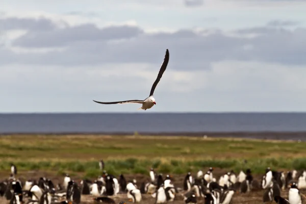 Gentoo Pinguin Kolonie und Möwe — Stockfoto