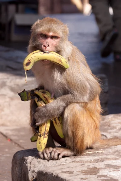 Honger aap met banaan — Stockfoto