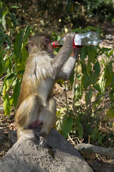 Aap drinkt Coca Cola — Stockfoto