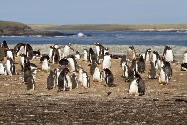 Gentoo pingvinkoloni Royaltyfria Stockbilder