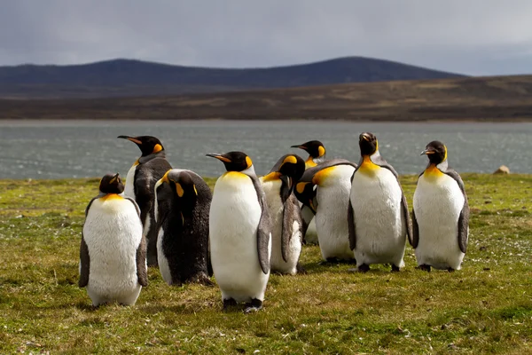 Kral penguenler görünümü Stok Resim