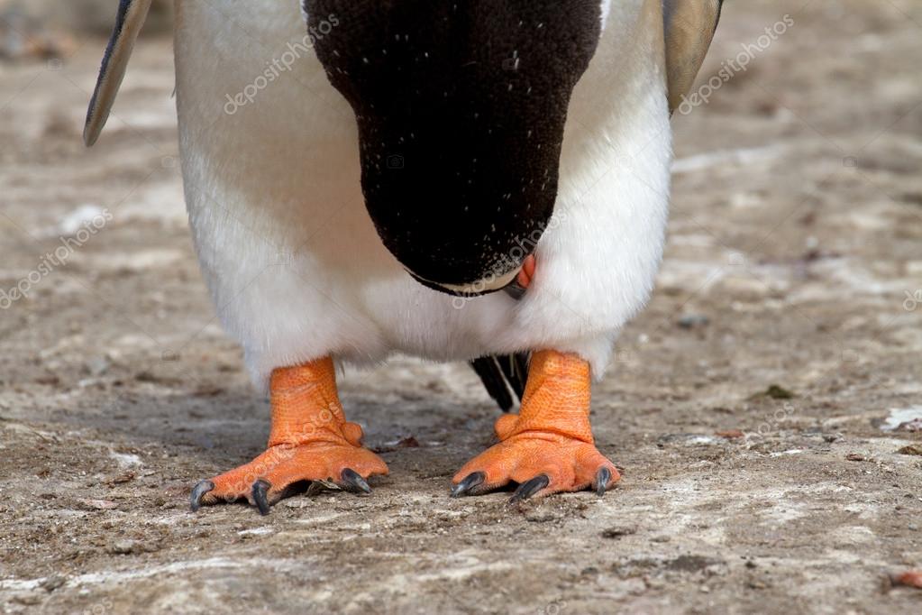 Gentoo Tu k Nohy Stock Fotografie Fthuerig 73214283 gentoo-tu-k-nohy-stock-fotografie-fthuerig-73214283