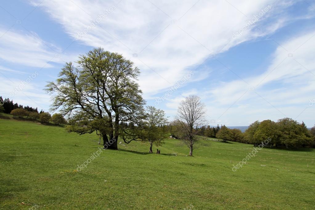 Tree in Jura countryside