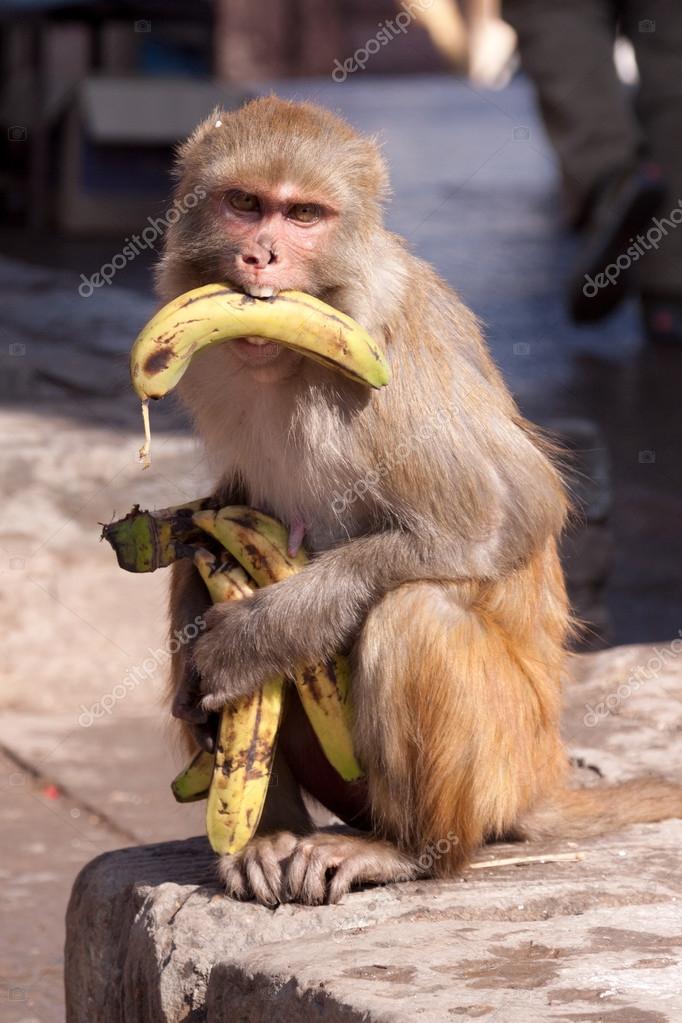 Hungry monkey with banana — Stock Photo © fthuerig #73216255