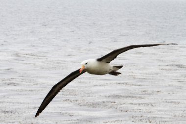 Kara kaşlı Albatros