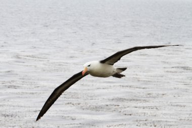 Black-browed Albatross clipart