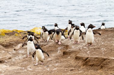 Rockhopper yokuş yukarı yürüyen penguenler