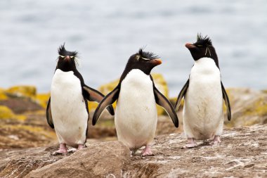 Rockhopper yokuş yukarı yürüyen penguenler