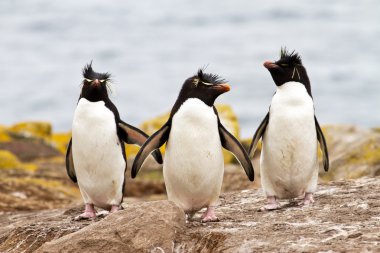 Rockhopper Penguins walking uphill clipart
