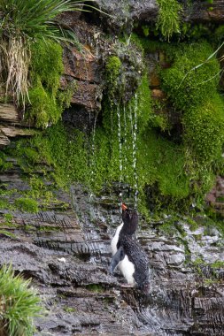 Rockhopper penguen duş alıyor