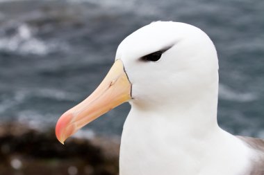 Kara kaşlı Albatros portre