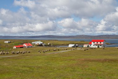 Contryside Falkland Adaları