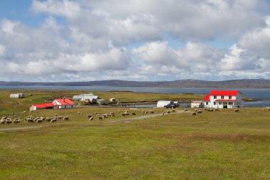 Contryside Falkland Islands clipart