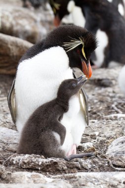 Rockhopper Penguin and her chick clipart