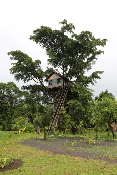Domek na drzewie, Vanuatu — Zdjęcie stockowe