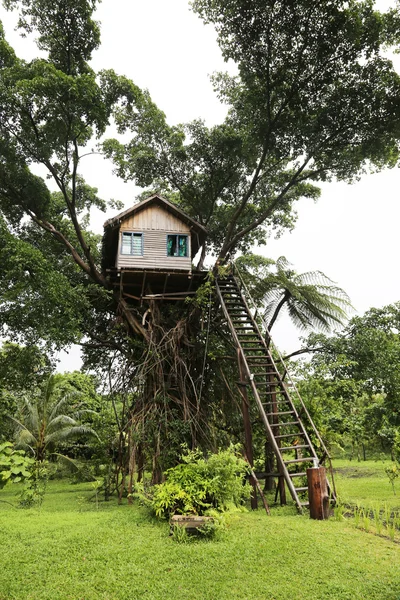 Casa sull'albero, Vanuatu — Foto Stock