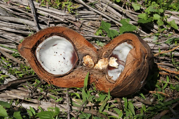 Відкрити кокос крупним планом — стокове фото