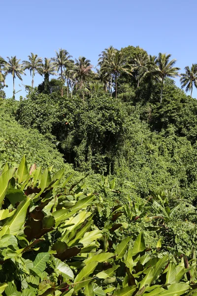 Selva, Vanuatu — Fotografia de Stock