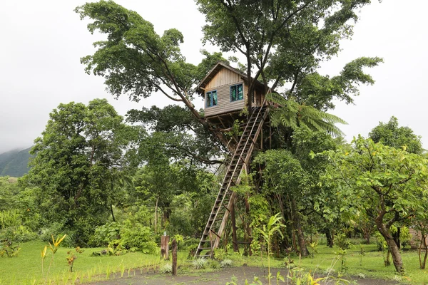 Domek na drzewie, Vanuatu — Zdjęcie stockowe