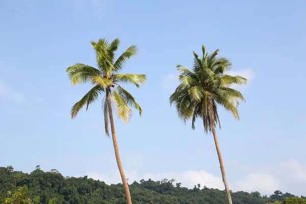 Dłoń drzewo, Vanuatu — Zdjęcie stockowe