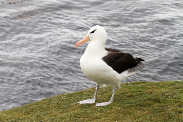 Albatros de cejas negras — Foto de Stock