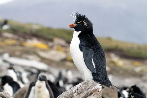 Rockhopper pingvin udsigt - Stock-foto