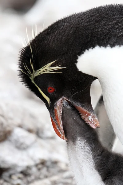 Rockhopper-Pinguin und Küken — Stockfoto