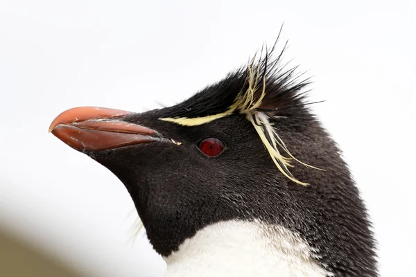 Vista al pingüino Rockhopper — Foto de Stock