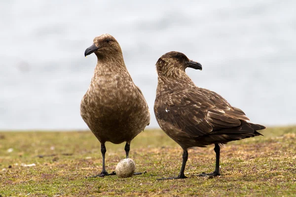 Vista de Brown Skuas —  Fotos de Stock