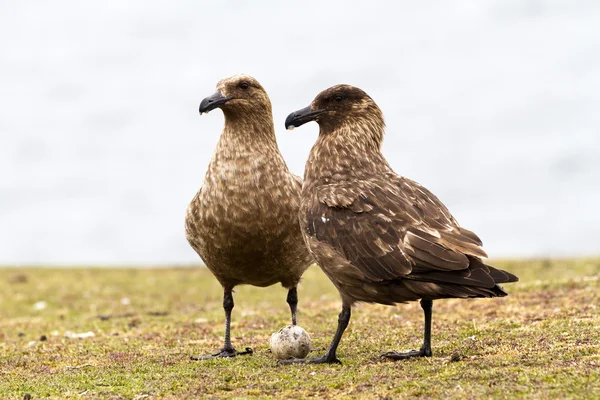 ブラウン Skuas ビュー — ストック写真