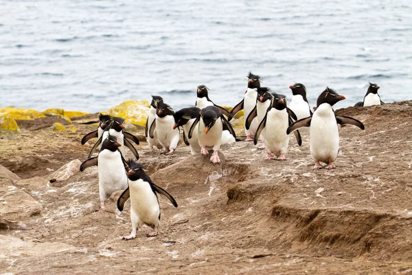 Pingüinos Rockhopper caminando cuesta arriba —  Fotos de Stock