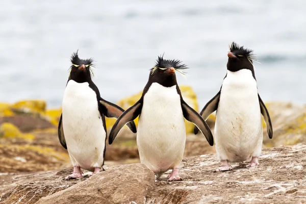 凤冠企鹅走上坡 — 图库照片