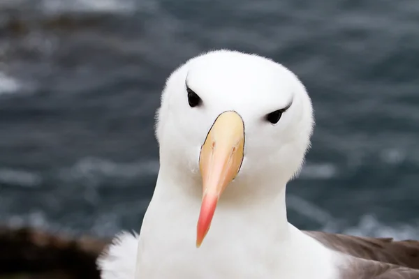 Albatross de frente negra primer plano — Foto de Stock