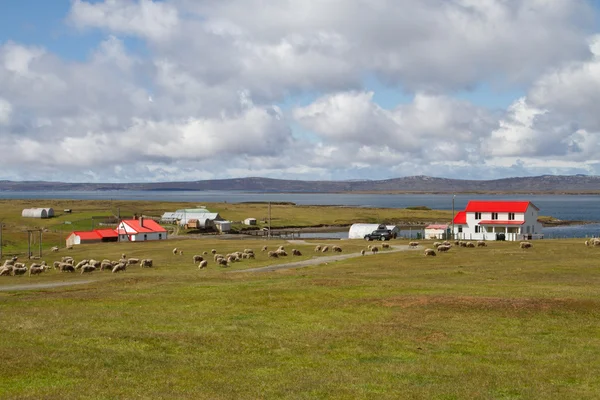 Contryside Falkland Islands — Stock Photo, Image