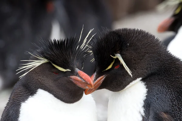 Rockhopper Penguins — Stock Photo, Image