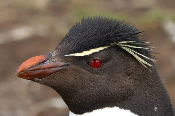 Rockhopper Penguin zbliżenie — Zdjęcie stockowe