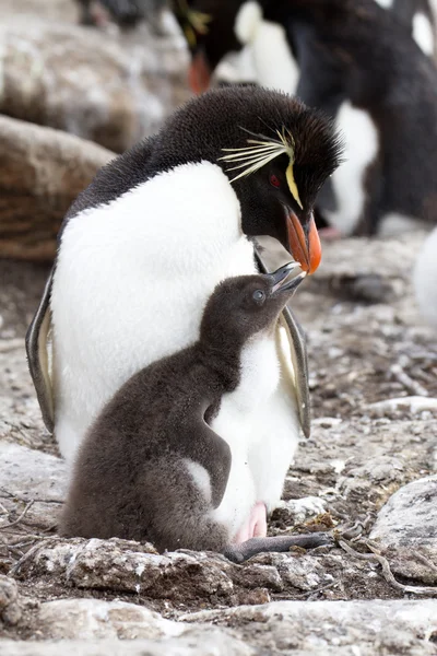 Рокхоппер Пингвин и ее цыпочка — стоковое фото