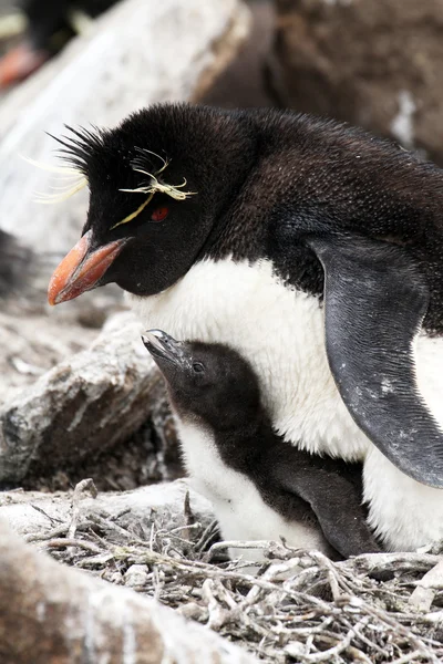 Rockhopper Penguin and chick Stock Image